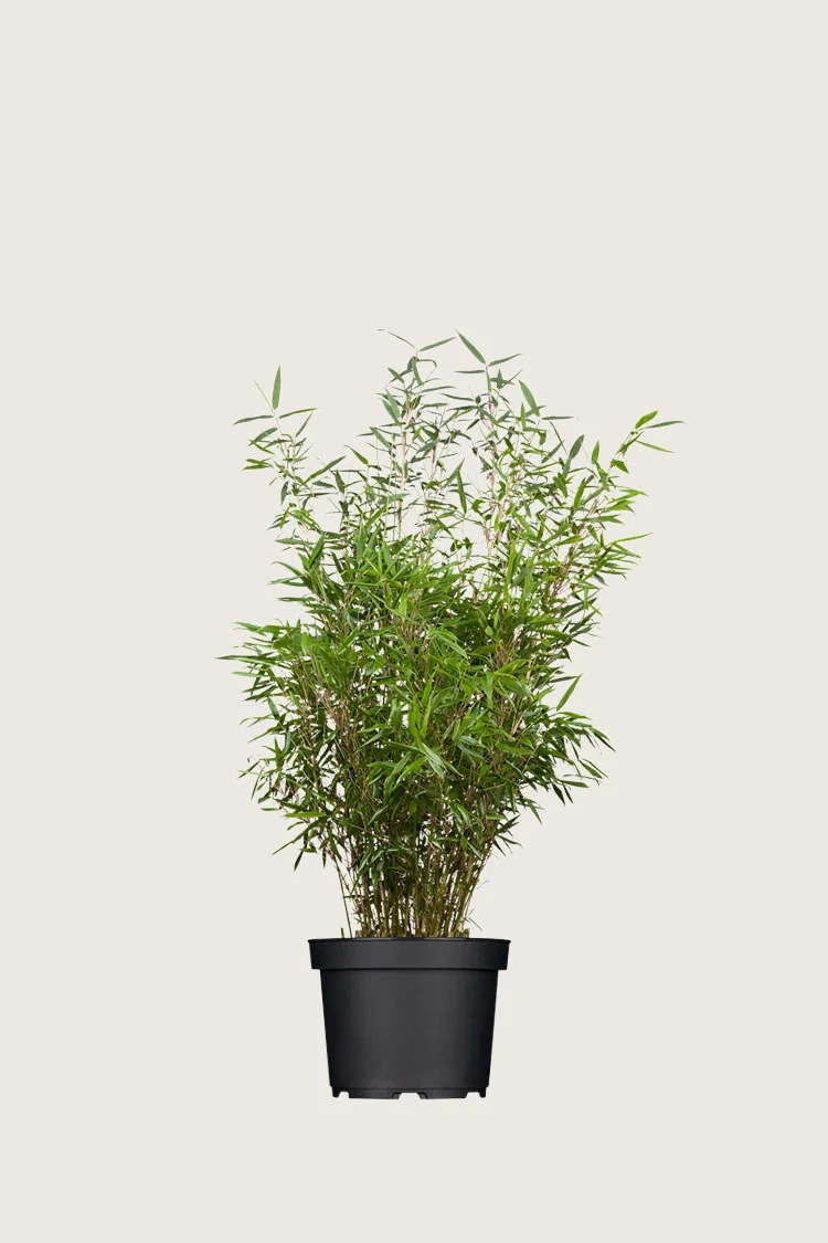 plantinavia20261015103918308865