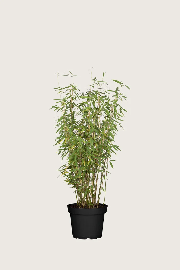 plantinavia20261015103920308883