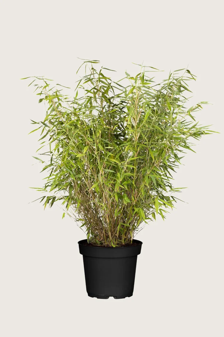 plantinavia20261015103921308886