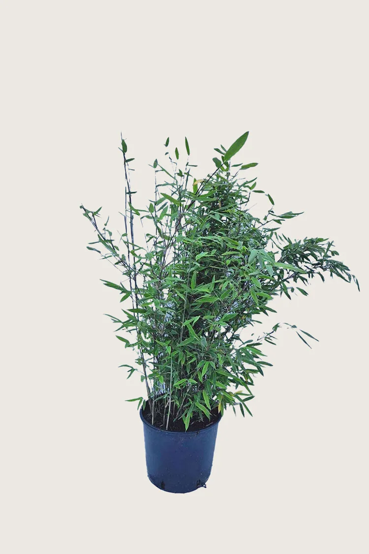 plantinavia20261015103923308899