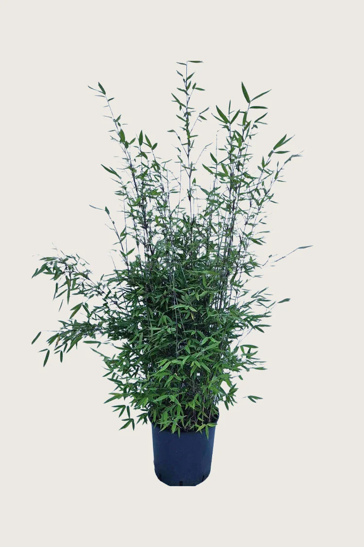plantinavia20261015103925308919