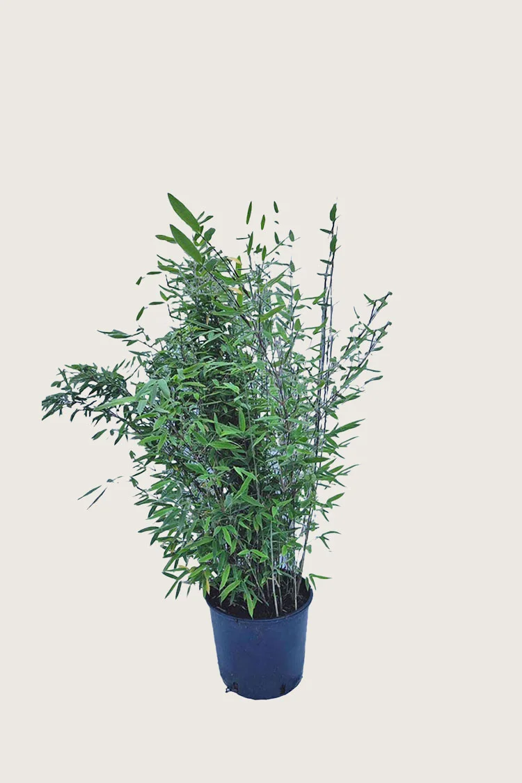 plantinavia20261015103926308925