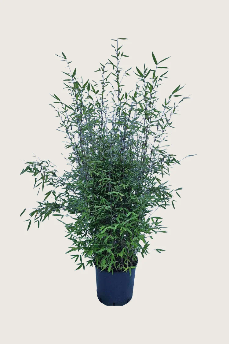 plantinavia20261015103929308942