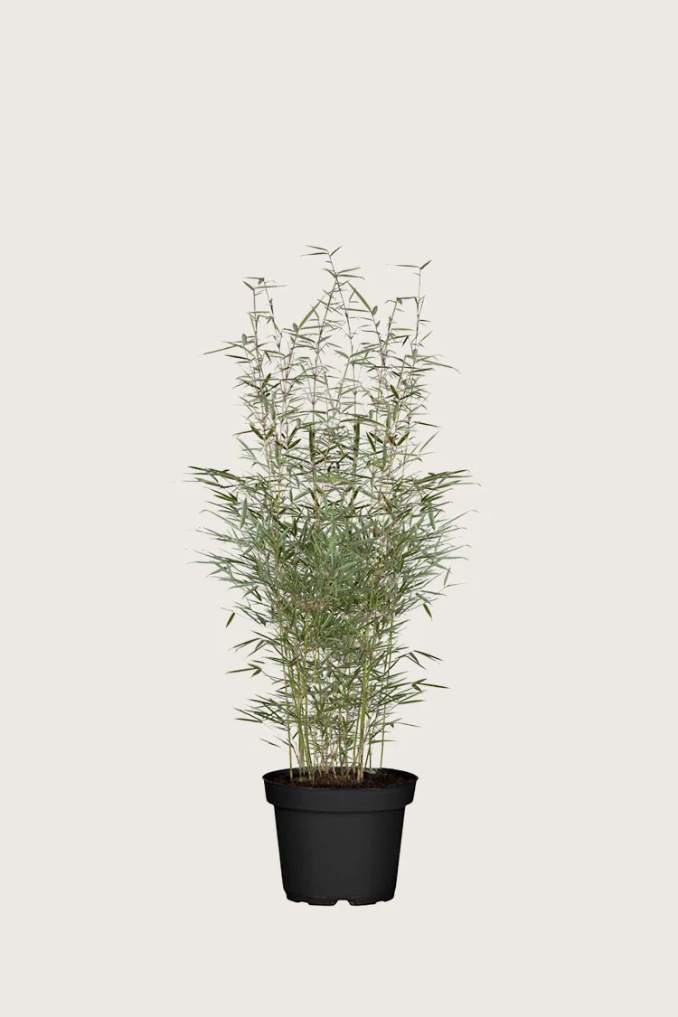plantinavia20261015103930308949