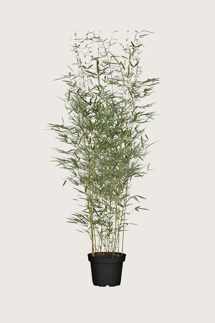 plantinavia20261015103932308958