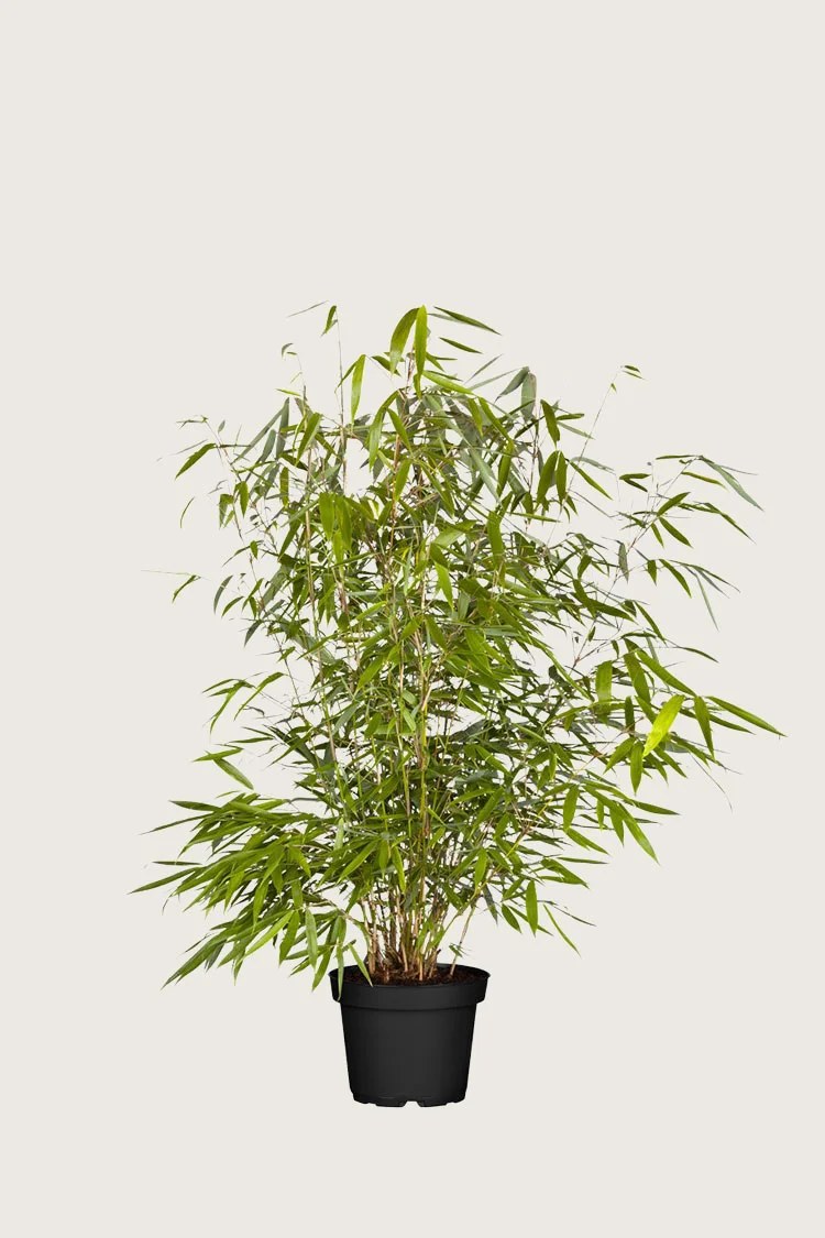 plantinavia20261015103933308965