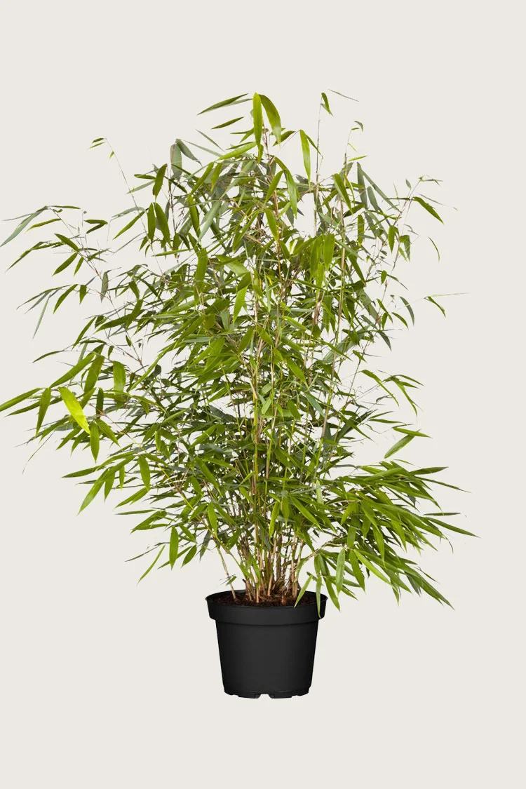 plantinavia20261015103934308978