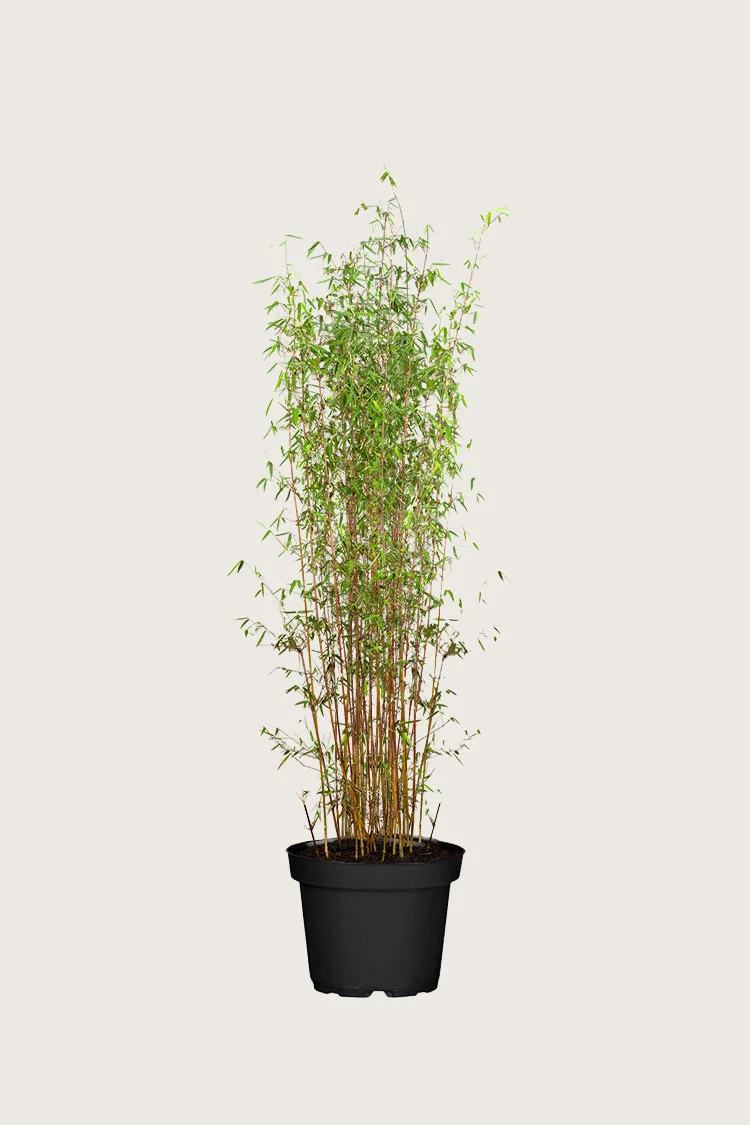 plantinavia20261015103936308991