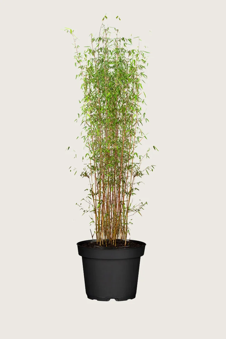 plantinavia20261015103937309000