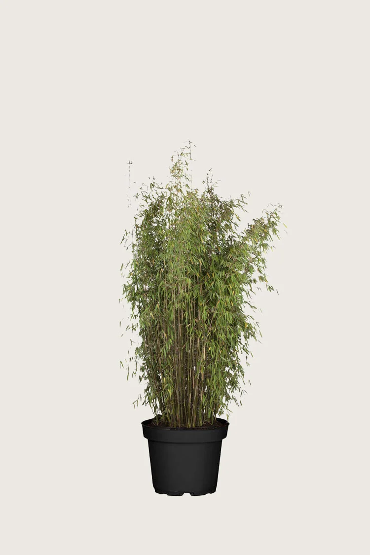 plantinavia20261015103940309018