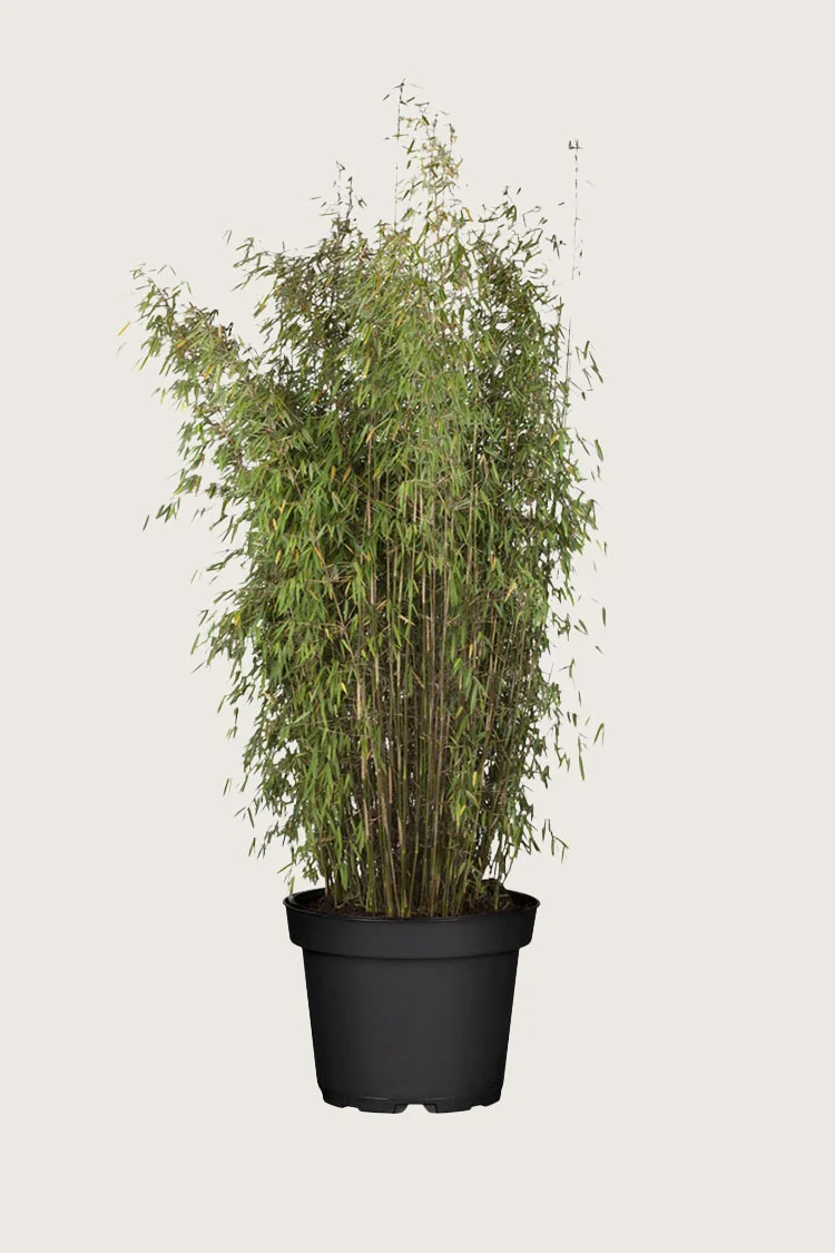 plantinavia20261015103941309024