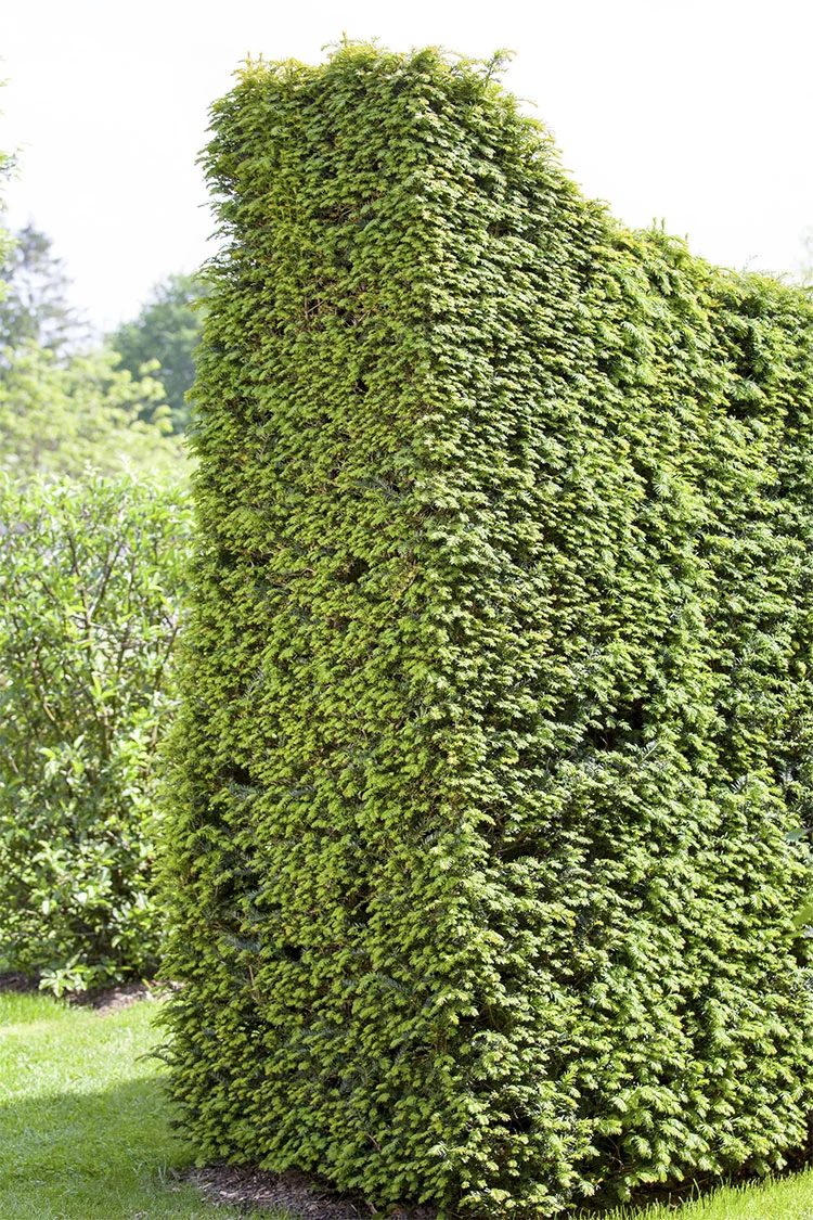 plantinavia20261015103948309070
