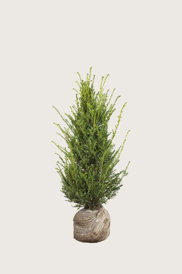 plantinavia20261015103951309090