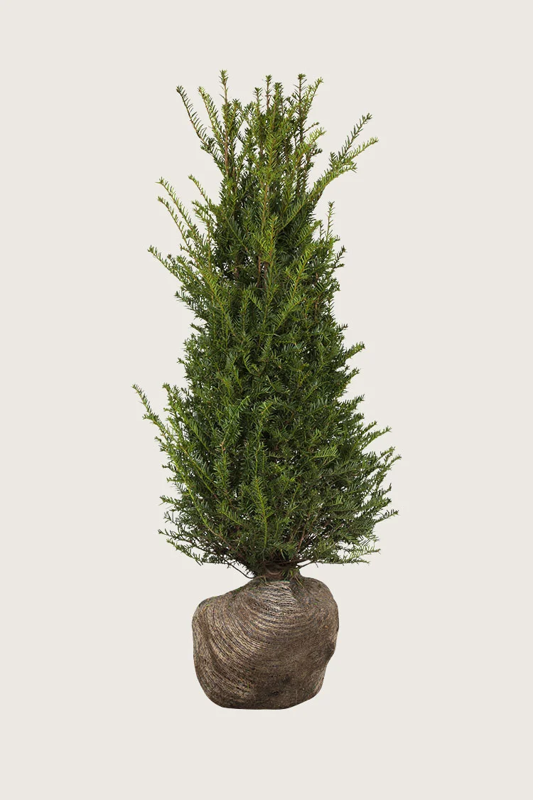 plantinavia20261015103952309100