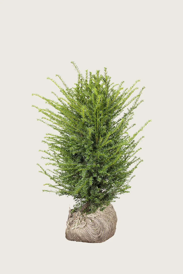 plantinavia20261015104001309168