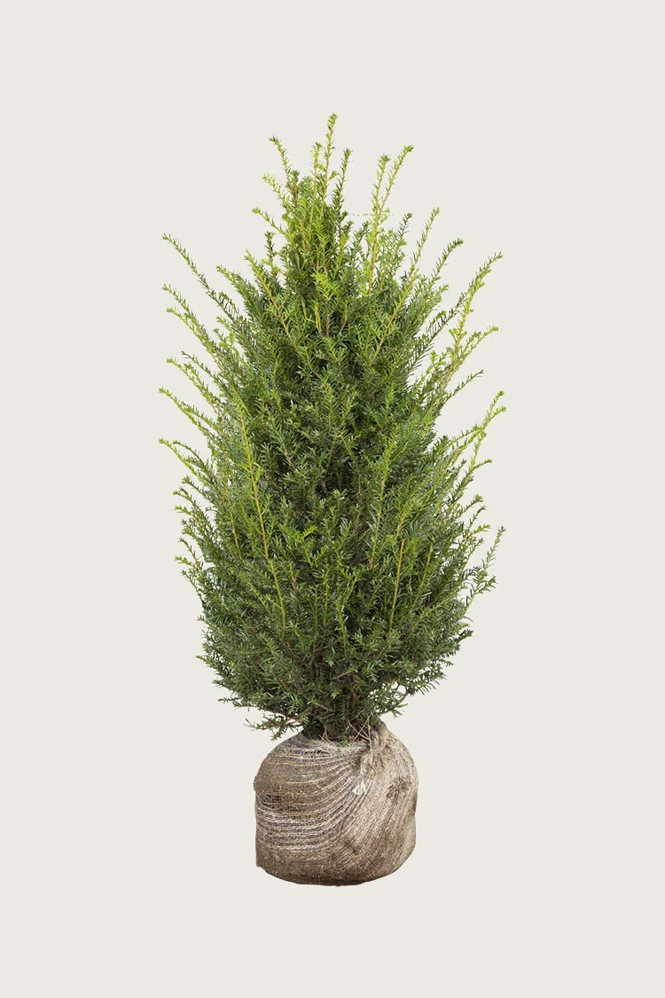 plantinavia20261015104003309184