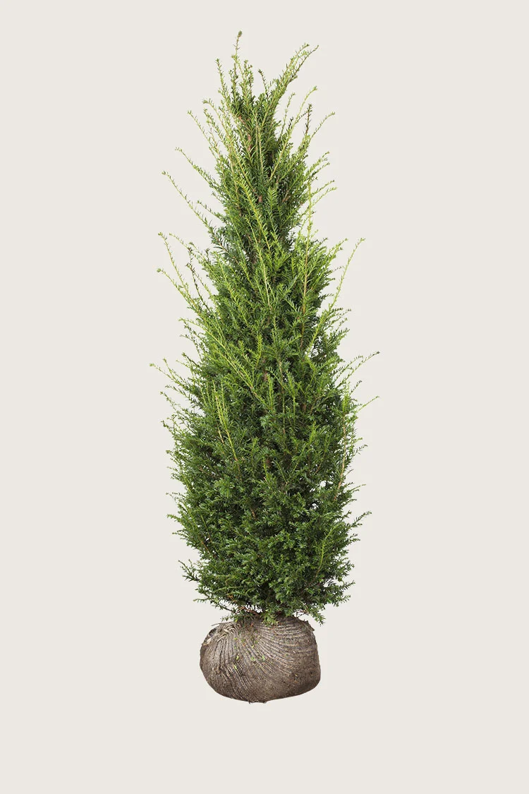 plantinavia20261015104005309201