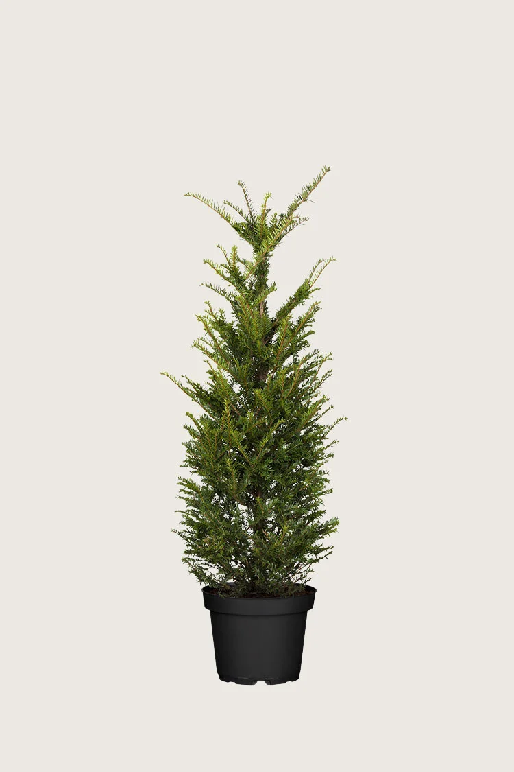 plantinavia20261015104008309231