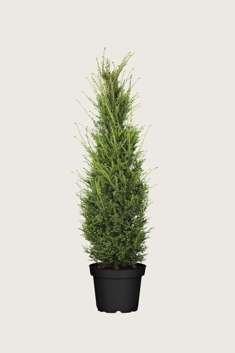 plantinavia20261015104010309241