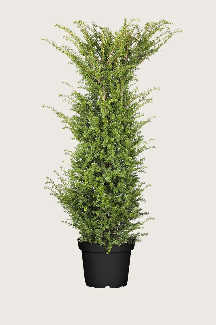 plantinavia20261015104012309251
