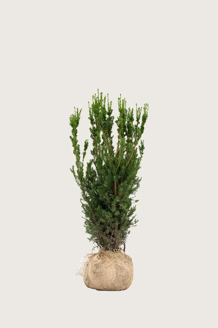 plantinavia20261015104016309288