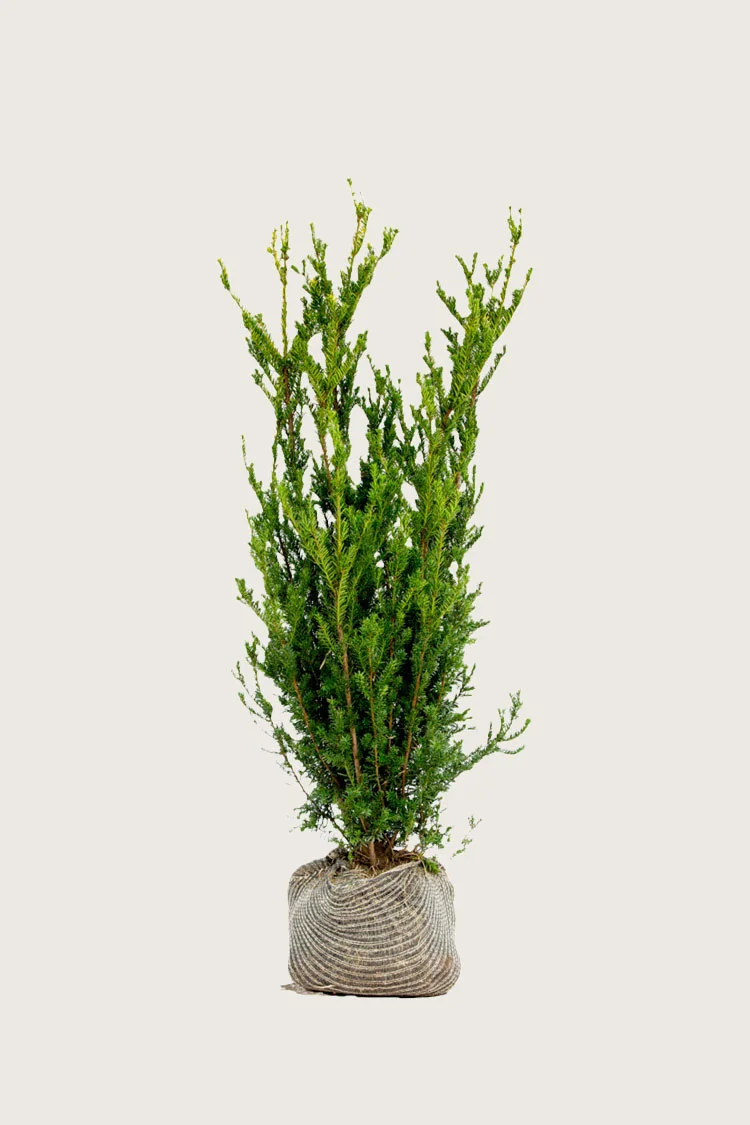 plantinavia20261015104017309298