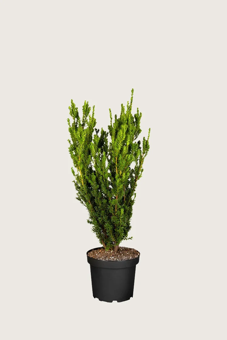 plantinavia20261015104020309314