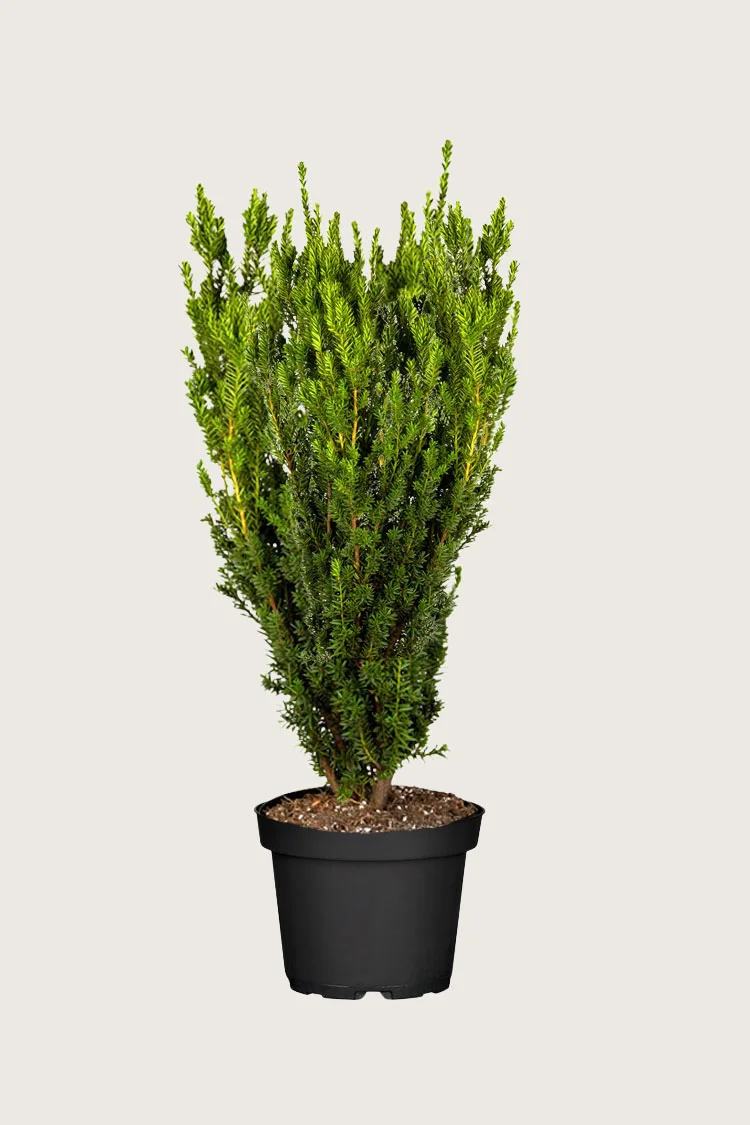 plantinavia20261015104021309323