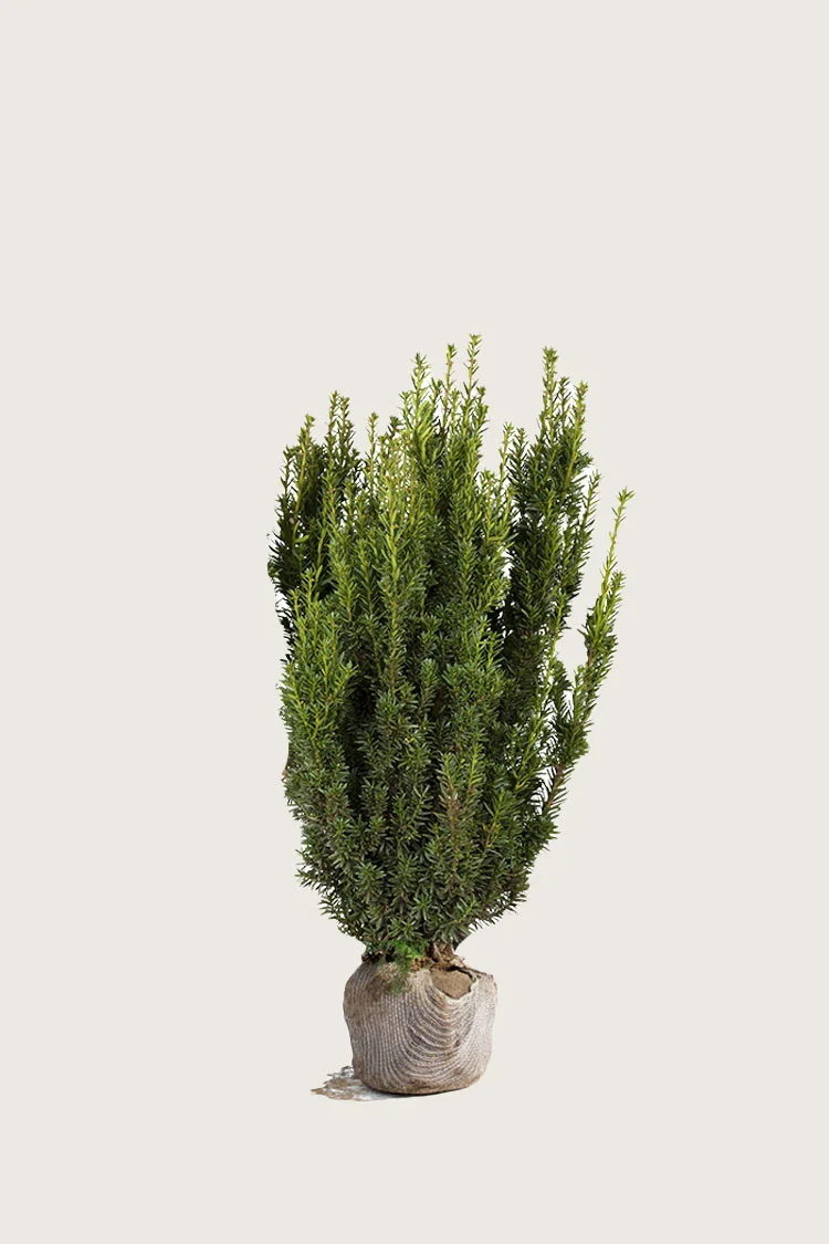 plantinavia20261015104022309334