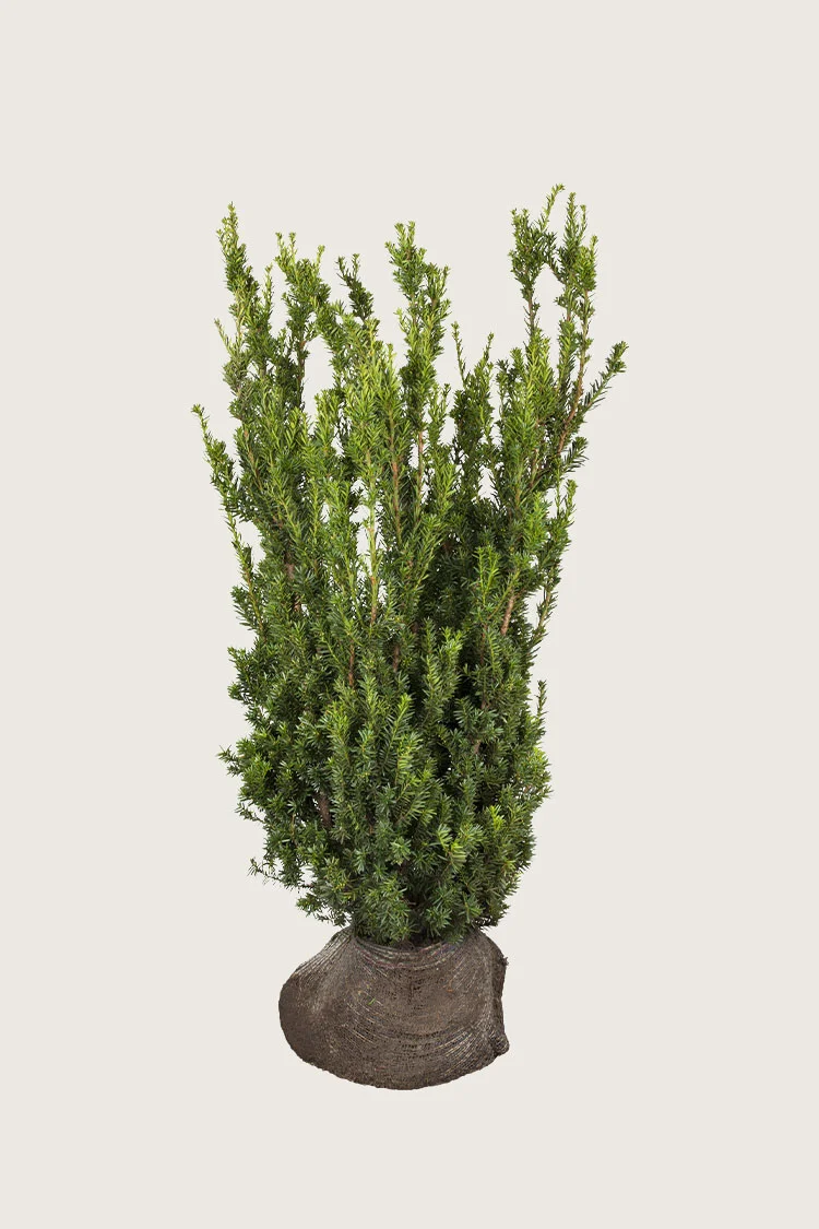 plantinavia20261015104024309342