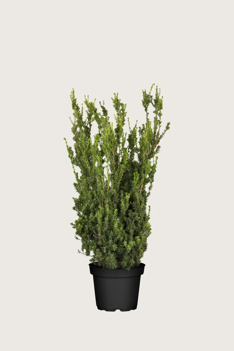 plantinavia20261015104025309355
