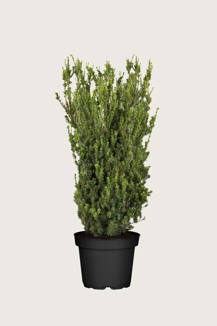 plantinavia20261015104026309361