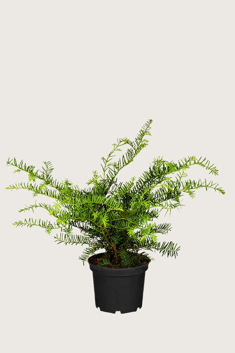 plantinavia20261015104030309389