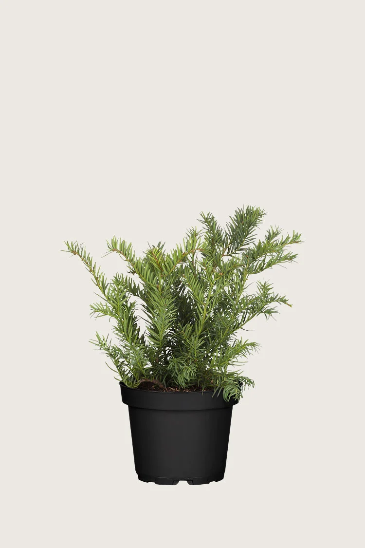 plantinavia20261015104032309402