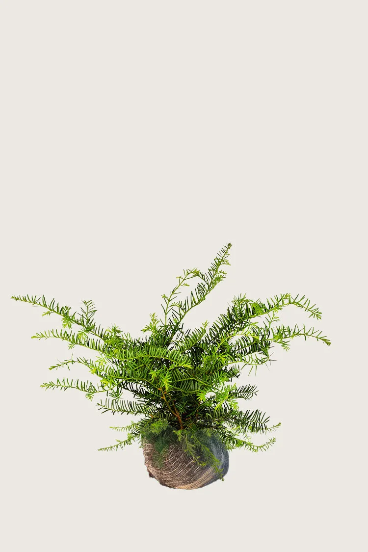 plantinavia20261015104032309404