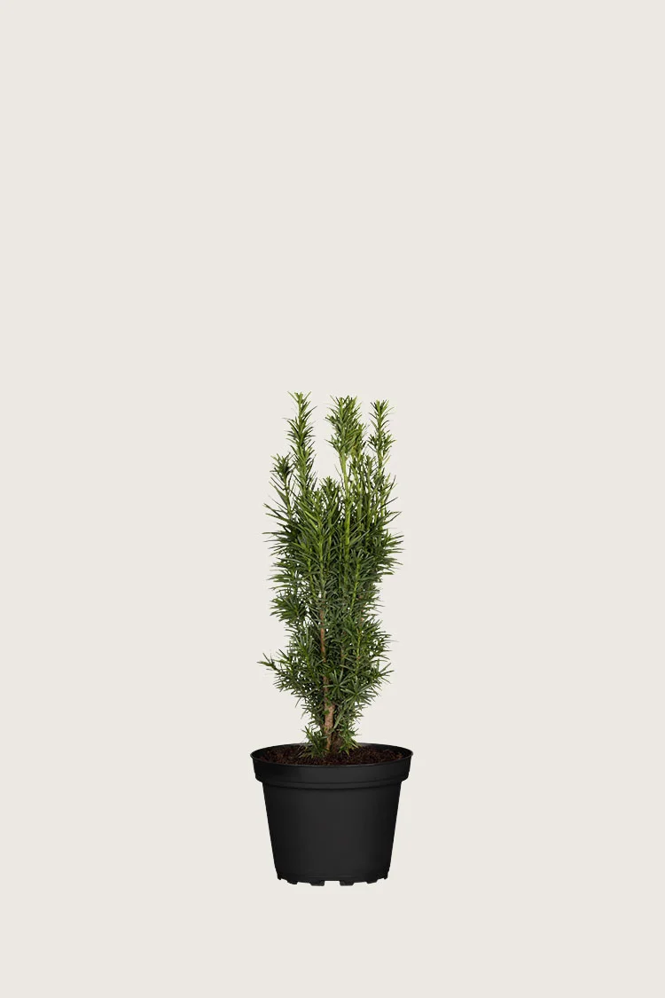 plantinavia20261015104034309414