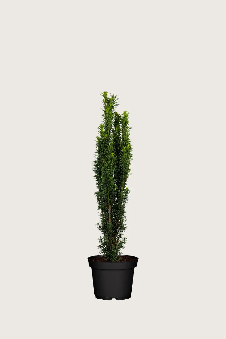 plantinavia20261015104035309423