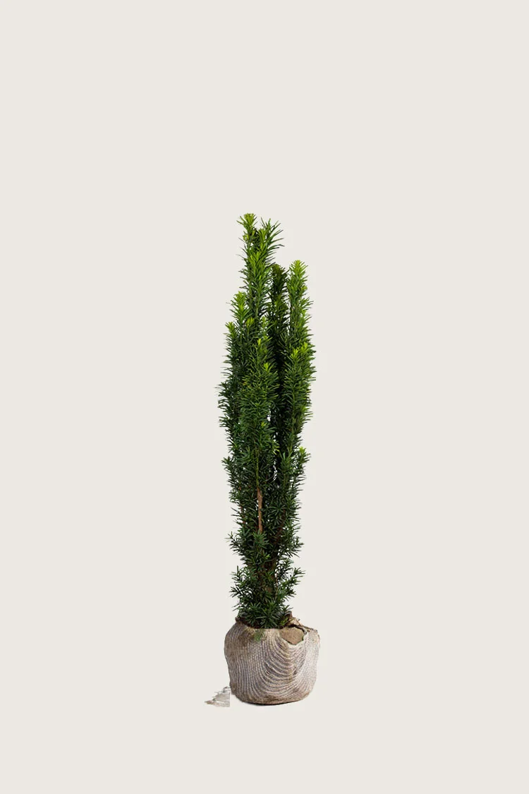 plantinavia20261015104037309434