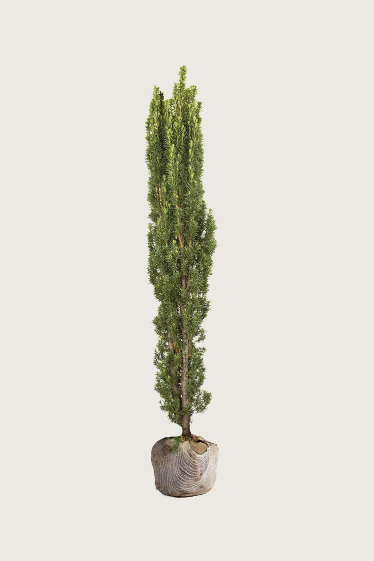 plantinavia20261015104039309446