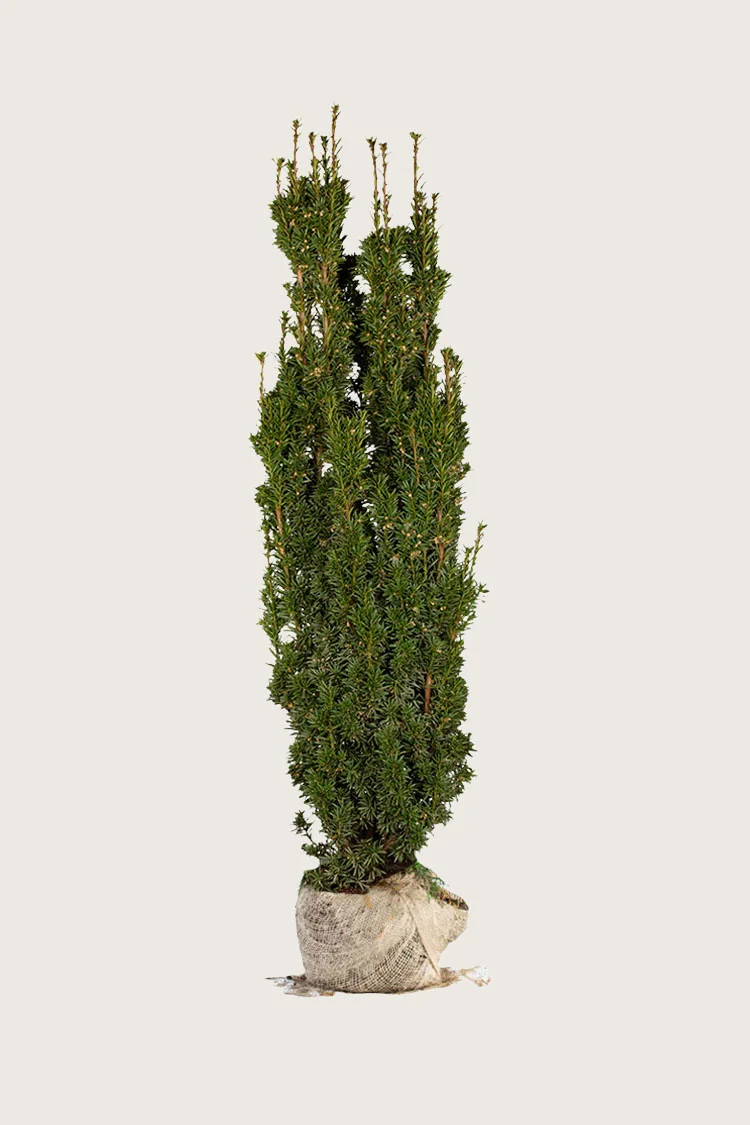 plantinavia20261015104041309456