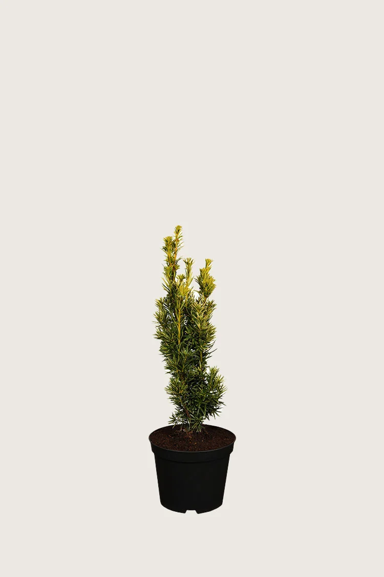 plantinavia20261015104041309460