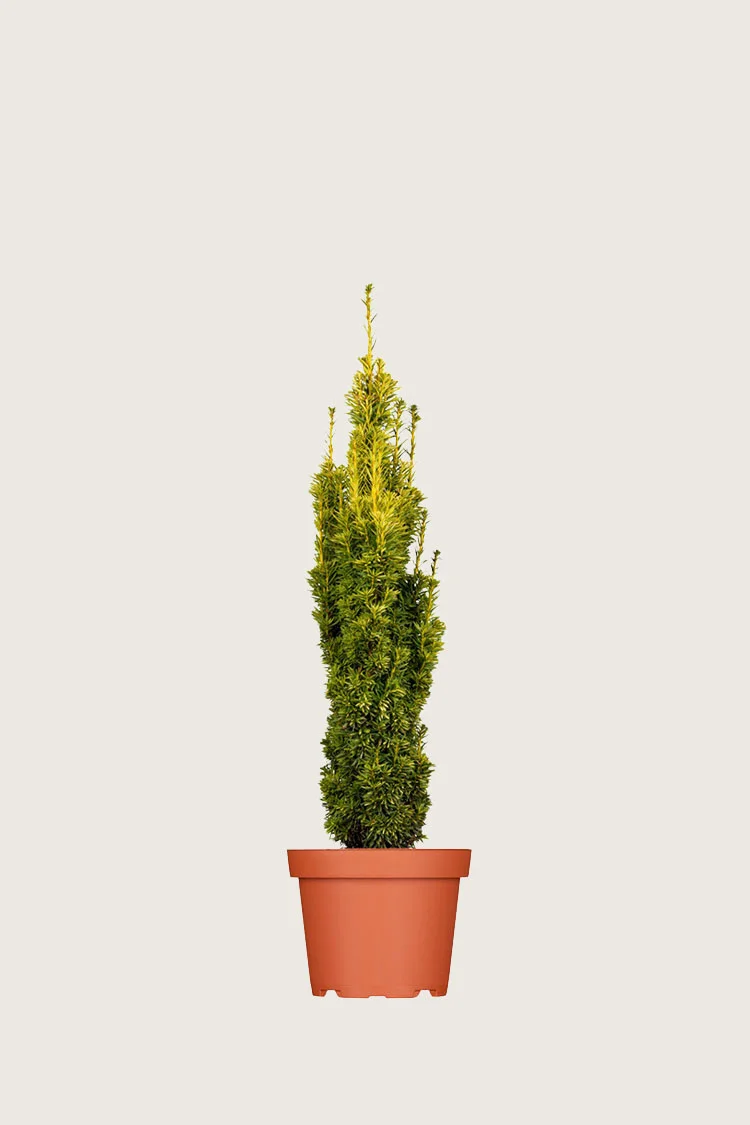 plantinavia20261015104046309481