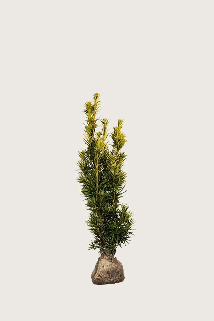 plantinavia20261015104050309496