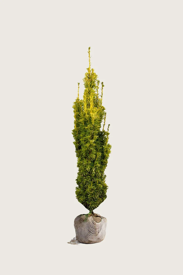 plantinavia20261015104051309499