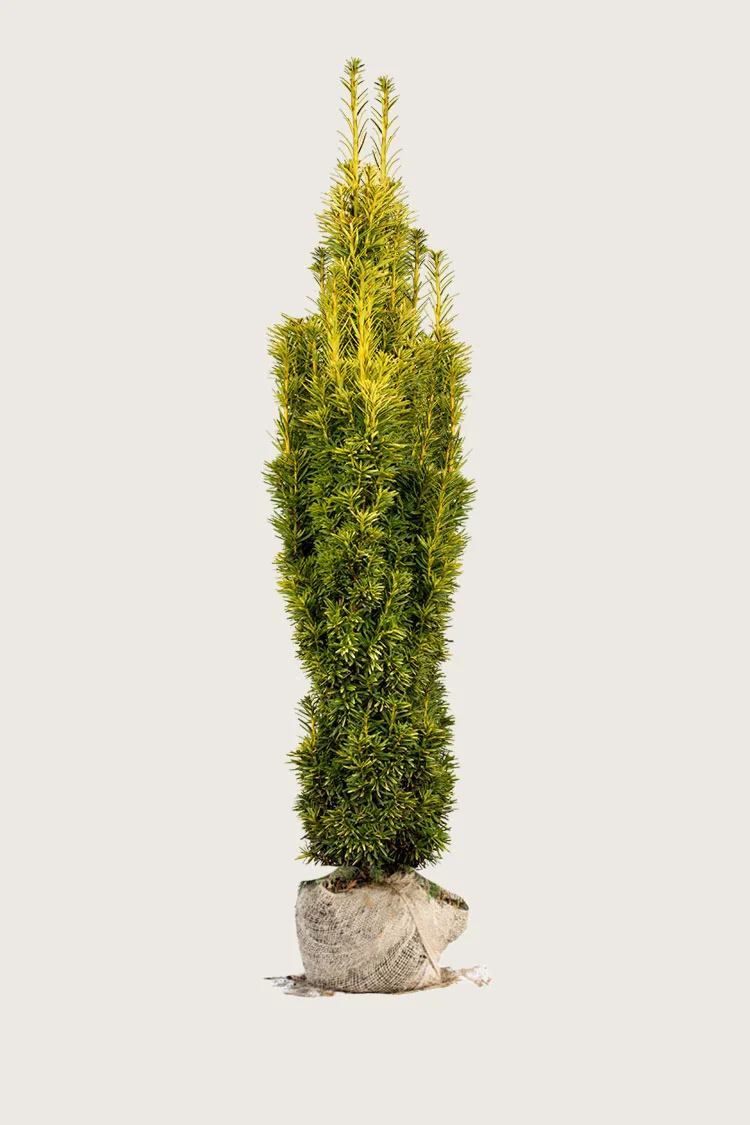 plantinavia20261015104054309522