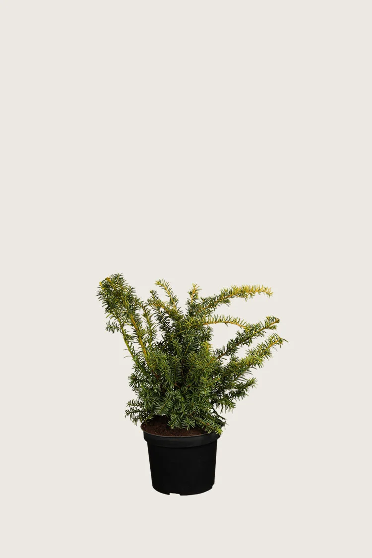 plantinavia20261015104055309529