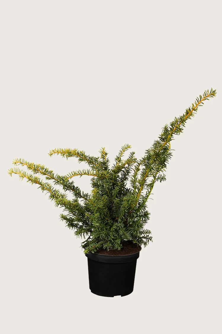 plantinavia20261015104056309536