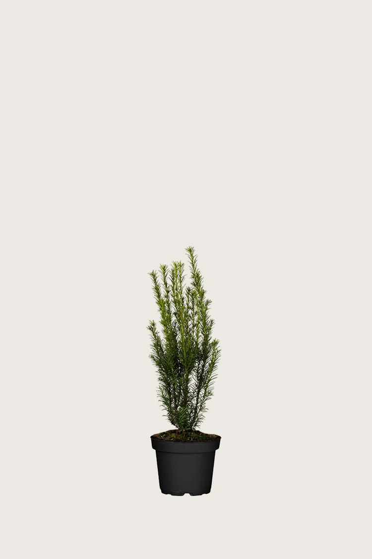 plantinavia20261015104058309546
