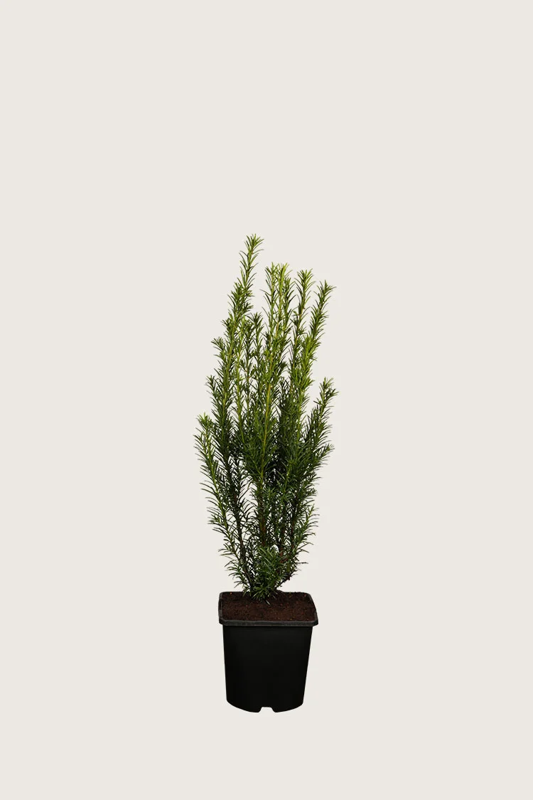 plantinavia20261015104058309548
