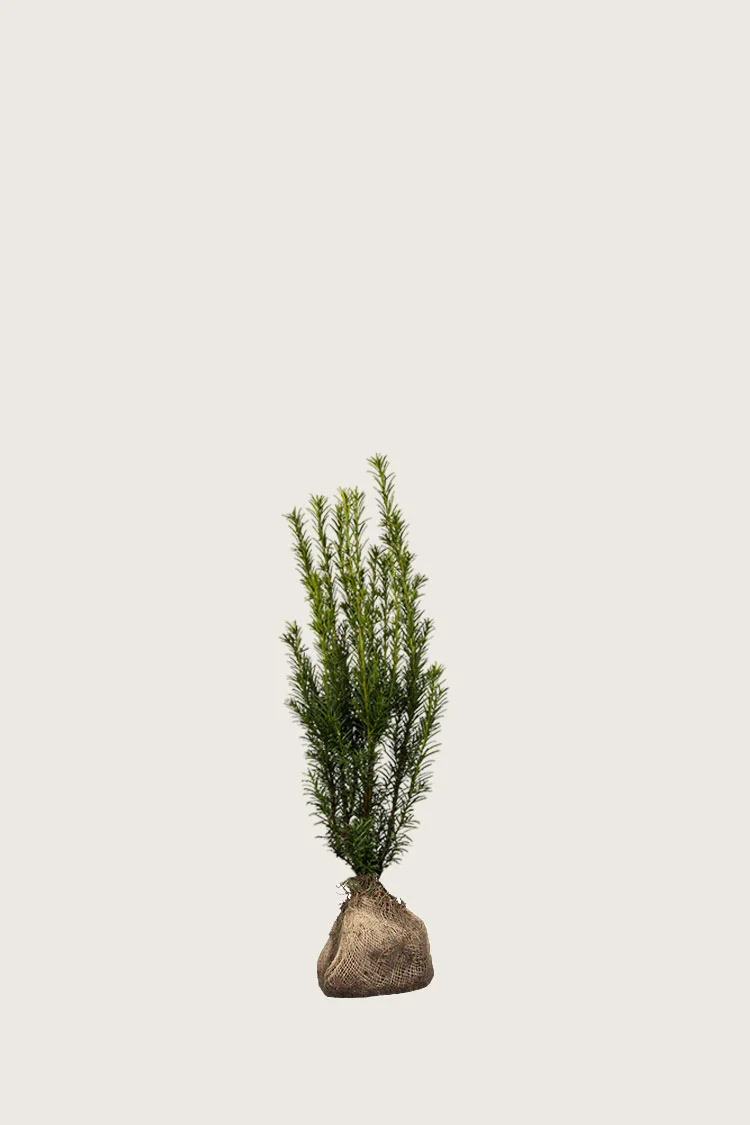 plantinavia20261015104100309564
